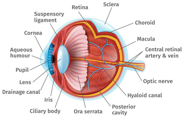 Schema dettagliato dell'occhio