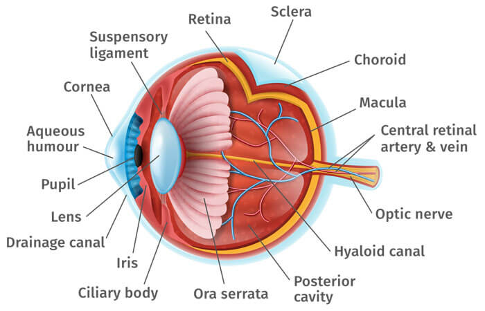 Gedetailleerd diagram van het oog