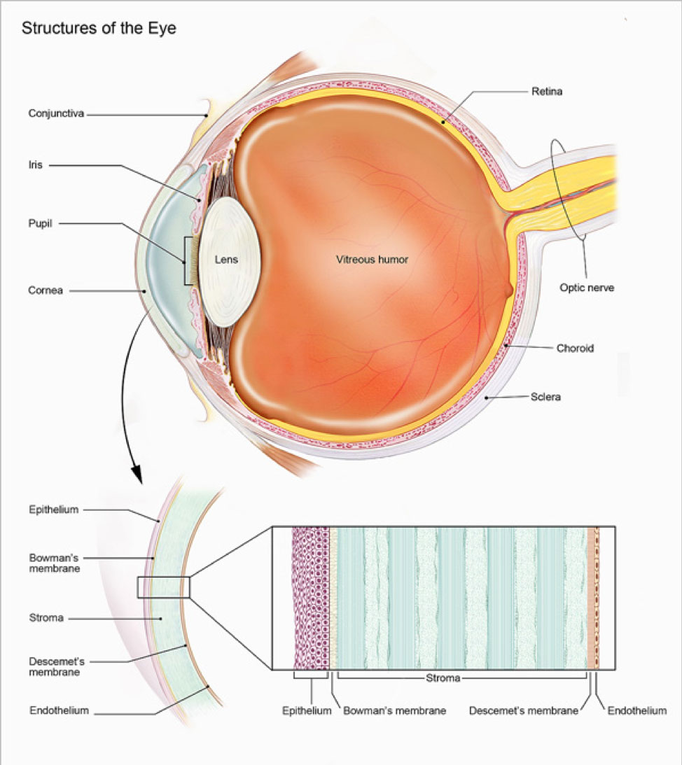 What is cornea?