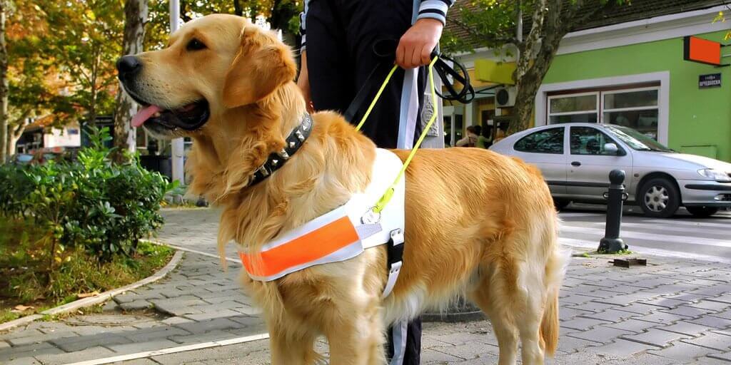low-vision-at-a-glance-1024x512 A visually impaired man standing on a street corner with a guide dog.